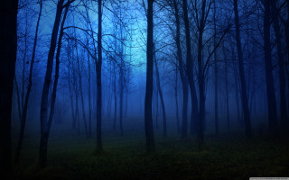 Dark forest full moon trees - a dark forest free wallpaper