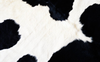 Cow print pattern black white - ellsworth kelly free wallpaper