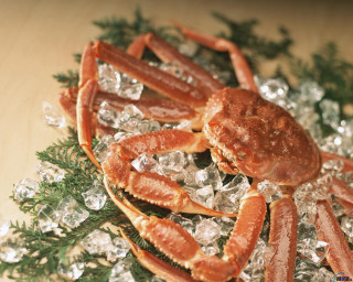 Crab on ice on table - bourgeoi free wallpaper for desktop