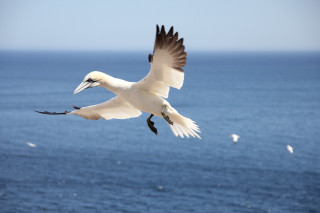 White bird flying ocean flock - over the ocean free wallpaper