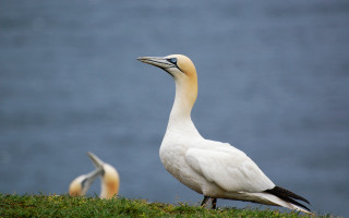 White bird yellow beak grassy - a white bird free wallpaper for desktop