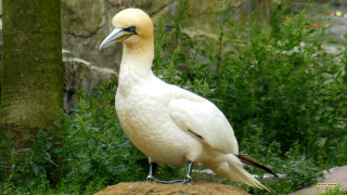 White bird yellow beak rock - a grassy area next free wallpaper