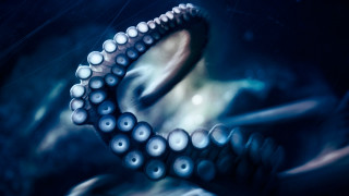 Octopus water tentacles open eyes - an octopus free wallpaper for desktop