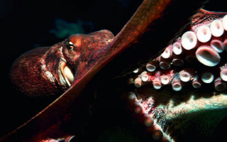 Octopus looking dark mouth open - its mouth open free wallpaper
