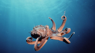 Octopus swimming ocean head above - aquirax uno free wallpaper