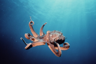 Octopus swimming ocean tentacles exposed - an illustration free wallpaper for desktop