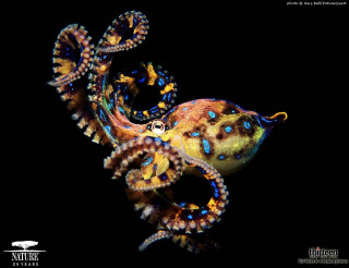 Colorful octopus blue yellow markings - octopus free wallpaper