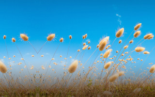 Tall grass blue sky clouds 13 - free flowers wallpaper for desktop