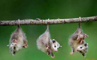 Small animals hanging tree branch - down free wallpaper