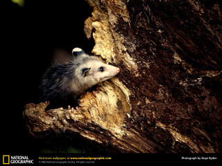 Small animal peeking tree trunk - aloysius okelly free wallpaper