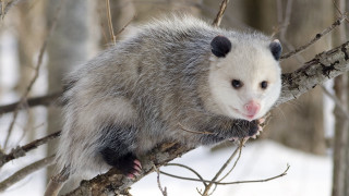 Ferret sitting tree branch snow 3 - aloysius okelly free wallpaper