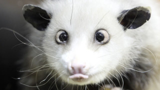 Small white animal black ears - bradley walker tomlin free wallpaper