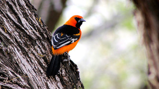 Bird perched tree branch forest 6 - food free wallpaper