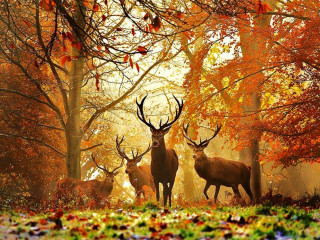 Deer forest fall leaves orange - the ground and trees free wallpaper
