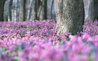 Purple flowers field tree woods - ektachrome photograph free wallpaper for desktop