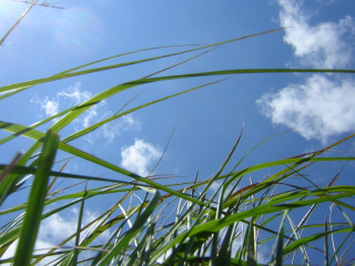 Sky grass field clouds view - a view of the sky free wallpaper