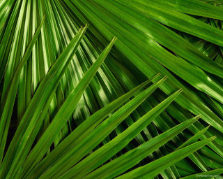 Green palm leaf closeup photorealism - the leaf free wallpaper