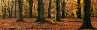 Forest trees leaves ground fallen - fallen free wallpaper