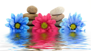 Flowers rocks water pile group - rock next free wallpaper