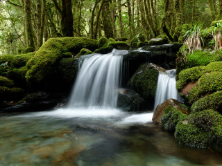 Small waterfall forest moss stream - a small waterfall in a forest free wallpaper