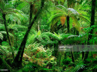 Lush green forest trees plants 3 - a lush green forest free wallpaper