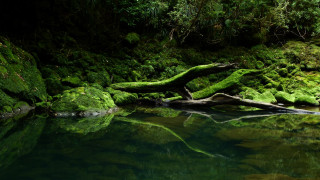 Water mossy rocks trees background - fallen free wallpaper for desktop