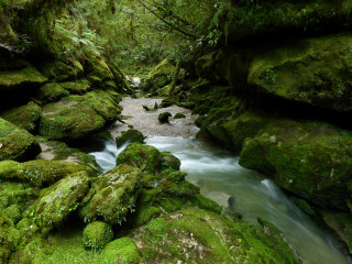 Stream lush forest rocks mossy - mossy free wallpaper