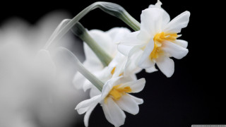 Flower closeup black background white - a close up of a flower free wallpaper for desktop