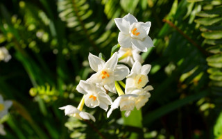 White flowers yellow centers garden 5 - elizabeth durack free wallpaper