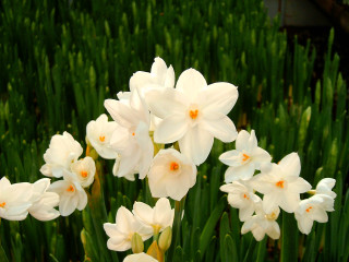 White flowers green grass building - a building in the background free wallpaper for desktop