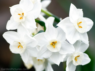 White daisy lily lotus garden - white flower free wallpaper