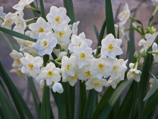 White flowers green stems vase 2 - a rock wall in the background free wallpaper