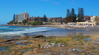 Beach birds buildings blue sky - a bunch of birds free wallpaper