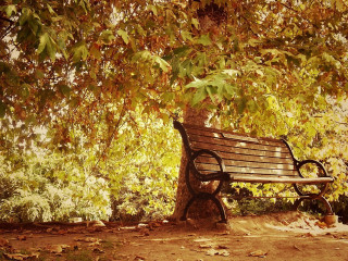 Bench tree park leaves ground - bouchta el hayani free wallpaper for desktop