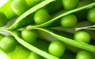 Close up pea pod green - cornelia parker free wallpaper for desktop