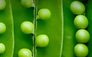 Green plant balls macro photorealism - a green plant free wallpaper