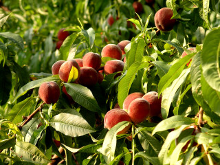 Ripe fruit tree leaves branches - ripe free wallpaper for desktop