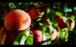 Peach hanging tree leaves blurry - boetius adamsz bolswert free wallpaper for desktop