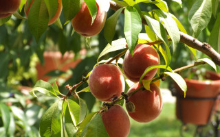Ripe fruit tree green field - ripe free wallpaper for desktop