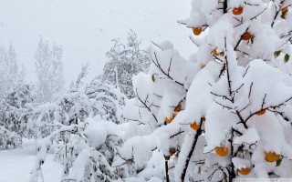 Snowy treeboarder forest moon halloween - a stock photo free wallpaper for desktop