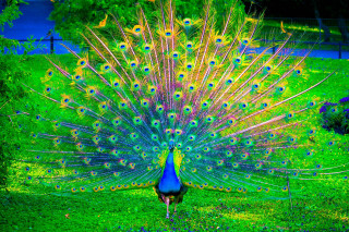 Peacock feathers spread field grass - a peacock free wallpaper for desktop