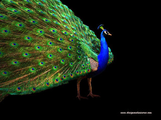 Peacock feathers spread tail display - its tail free wallpaper