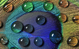 Peacock feathers rainbow background holes - round free wallpaper