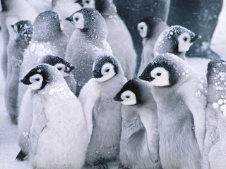 Penguins standing snow together group - one penguin free wallpaper
