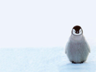 Penguin snow eyes closed black - a penguin free wallpaper