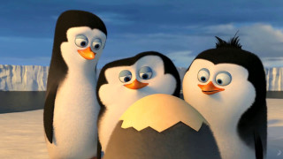 Penguins snow egg group standing - a group of penguins free wallpaper