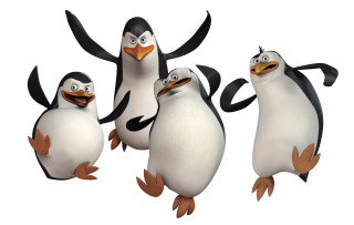 Penguins group white background middle 2 - a group of penguins free wallpaper