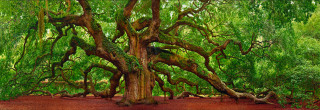 Large tree forest red dirt - a black frame free wallpaper