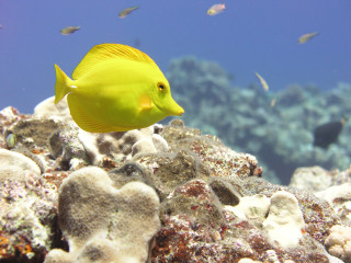 Yellow fish swimming water corals - mingei free wallpaper