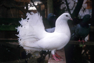 White bird feathers ledge caged - caged free wallpaper